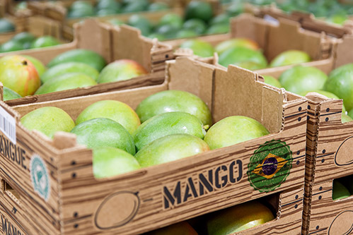 Exportações brasileiras de frutas crescem 19% em agosto