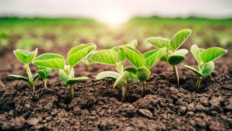 Biofungicidas foliares mostram diferenças tecnológicas no mercado brasileiro