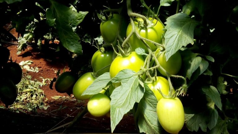 Tomate longa vida dispara 24,5% em São Paulo com maturação mais lenta
