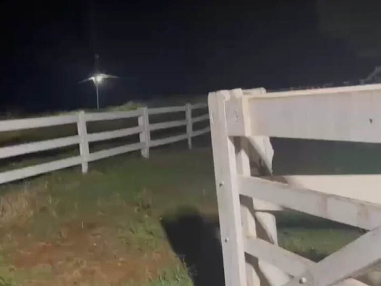 Polícia prende quadrilha suspeita de furtar 2 mil cabeças de gado no Paraná
