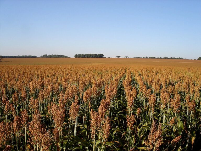 Goiás sobe para 5º lugar em valor de produção agrícola e lidera três culturas