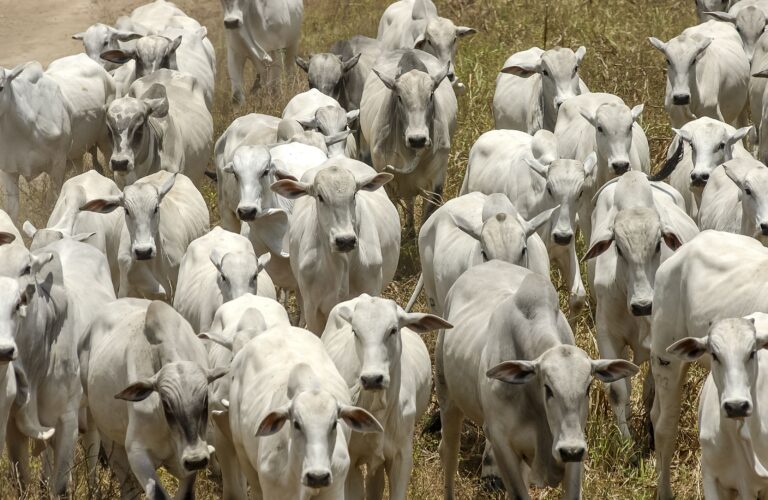 Mato Grosso do Sul atrai pecuária global com escala e tradição