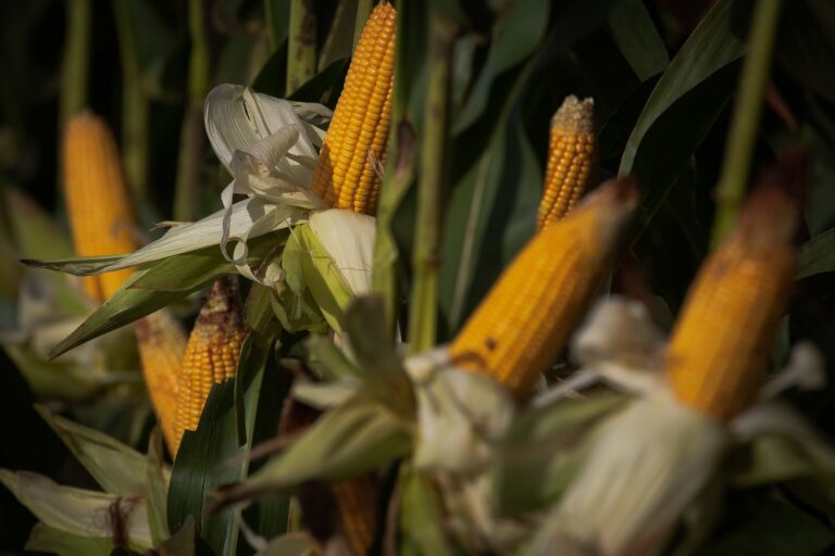 Produtores de MT antecipam plantio de soja para ganhar janela com milho