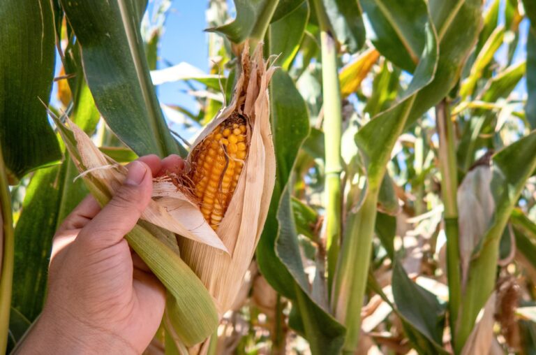 Milho fecha em queda em Chicago aguardando relatório do USDA