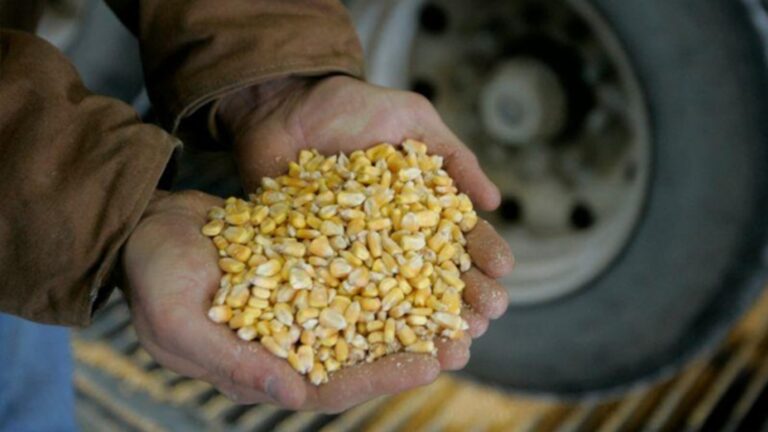 USDA divulga relatório abaixo do esperado e deixa futuros do milho em Chicago sem força