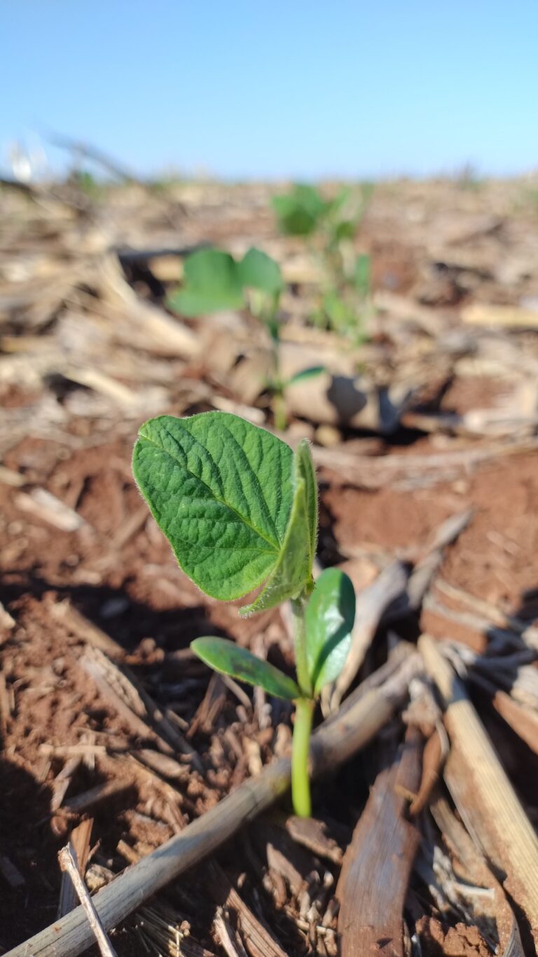Defesa Agropecuária inicia calendário de semeadura de soja em região de SP
