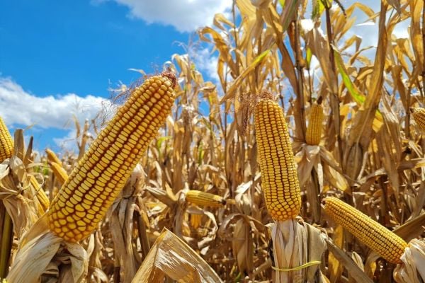 Emater-RS prevê aumento de 7,42% na área de milho no Rio Grande do Sul