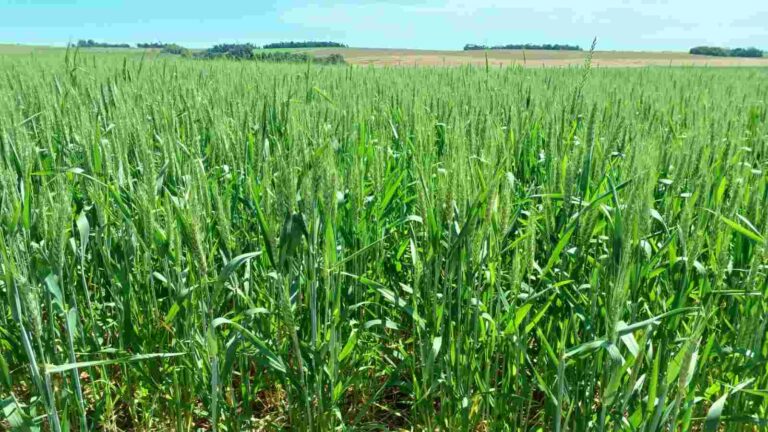 Trigo evolui satisfatoriamente no Rio Grande do Sul com áreas em emborrachamento