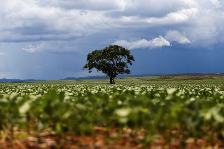 Conab reduz estimativa de safra 2026 em soja e milho, mas mantém produção 2% acima de 2025