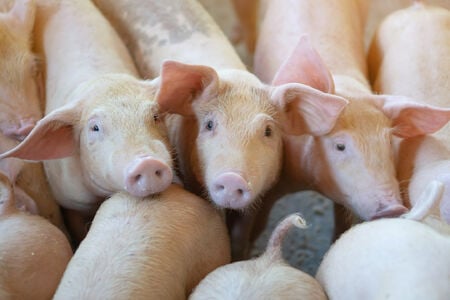 Exportações de carne suína crescem 8% em agosto e atingem 131,1 mil toneladas