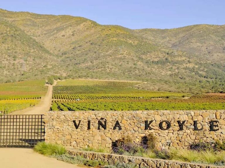 Especialista em vinhos oferece dicas de compra e oportunidades de investimento