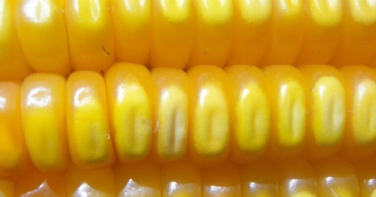 TF Agroeconômica recomenda cautela na comercialização do milho brasileiro