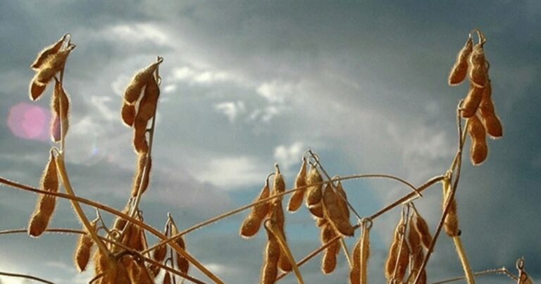 Produtores escolhem cultivares de soja conforme janela de semeadura no Brasil