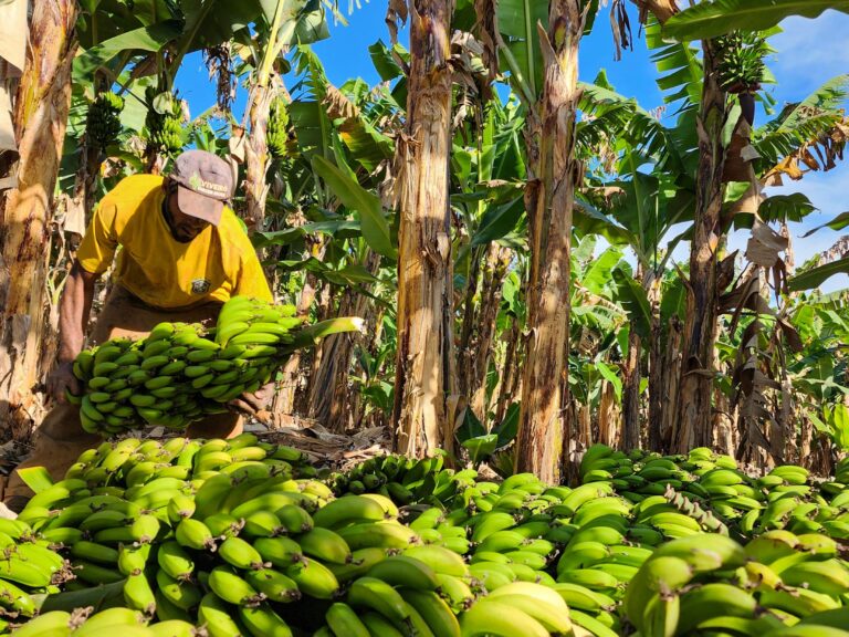 Fruticultura de Minas Gerais cresce 29% em dez anos, diz Emater-MG