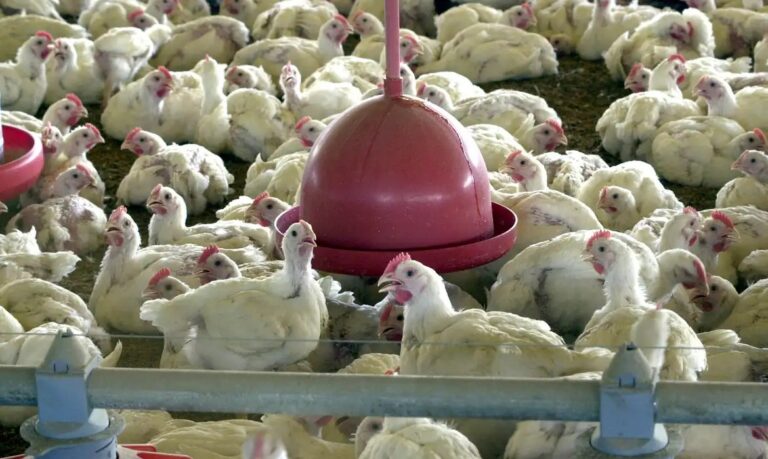Ministério da Agricultura confirma Doença de Newcastle em criação de perus em Santa Catarina