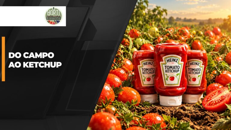 Notícias Agrícolas acompanha produção de tomate para ketchup em Goiás