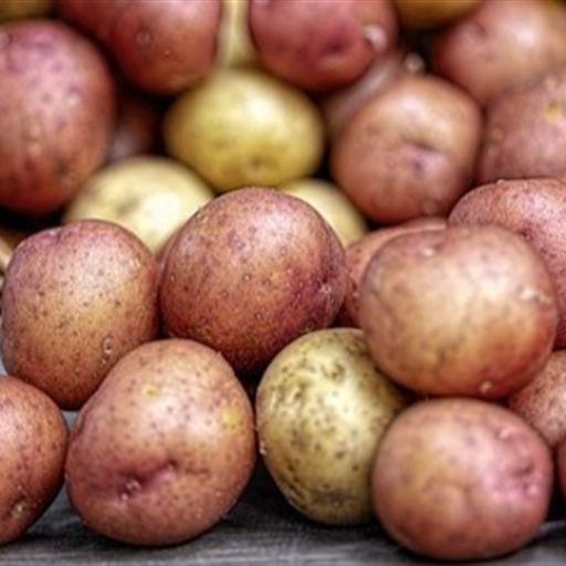 Argentina desenvolve batata editada para reduzir manchas por danos mecânicos