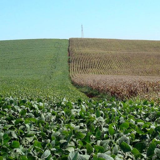 Chuvas intensas no Sul ameaçam safras do Brasil