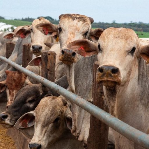 Brasil habilita 21 novos frigoríficos para exportar carne bovina à Indonésia