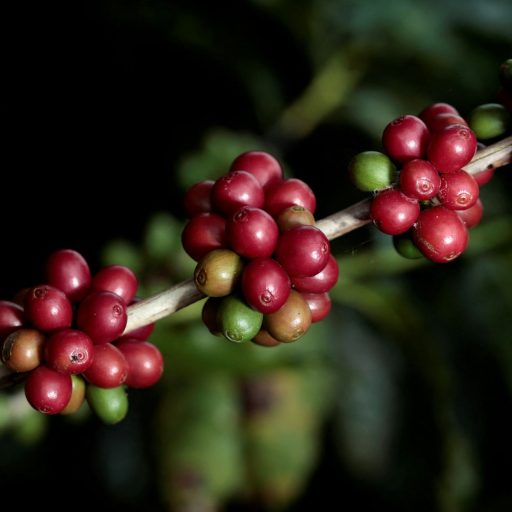 Café e soja crescem em exportações, mas milho cai em agosto