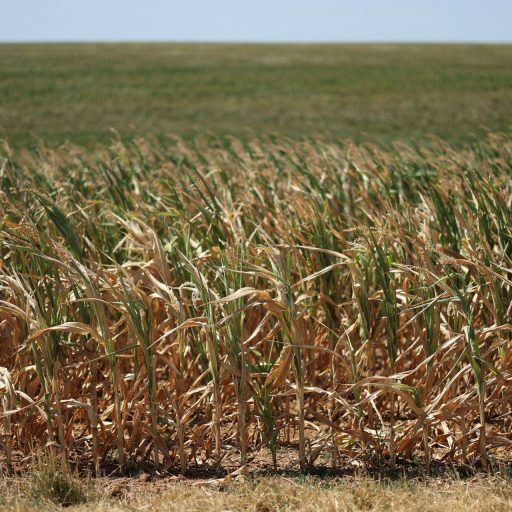 Onda de calor na Europa reduz projeção da safra de grãos
