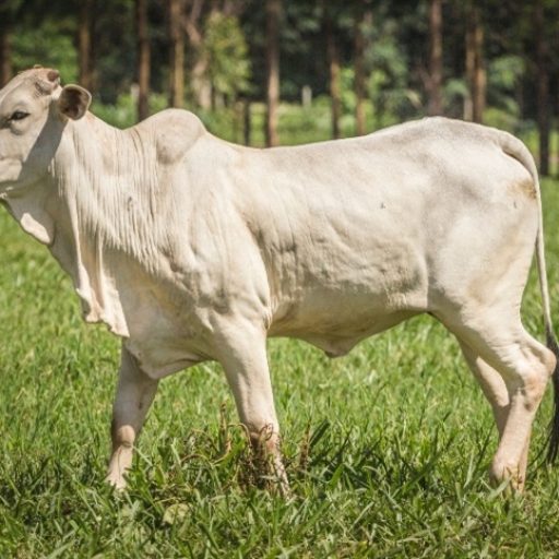 Scot Consultoria aponta baixa oferta sustentando cotações do boi gordo