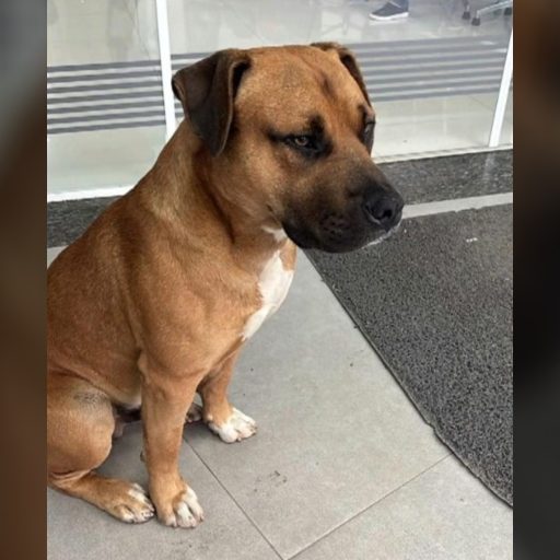 1 de 2 Cachorro comunitário morre após ser baleado por PM no Paraná — Foto: Arquivo pessoal