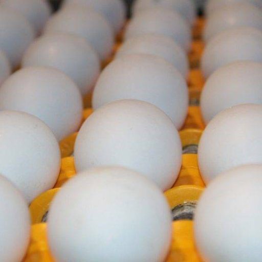 EUA fazem recall de 16 milhões de ovos por risco de salmonela